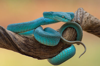 Close-up of a lizard on a tree