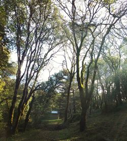 Trees growing in park