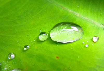 Close-up of raindrops on green leaves