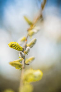 Close-up of yellow flower