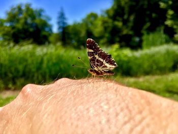 Close-up of butterfly on hand