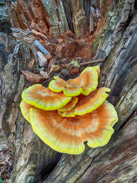 High angle view of mushrooms growing on tree trunk