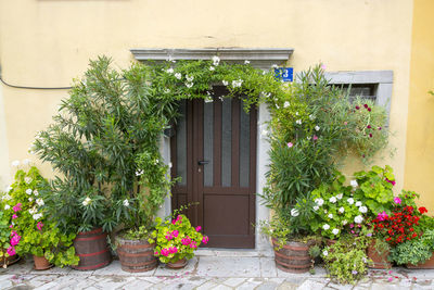 Potted plants on window of building