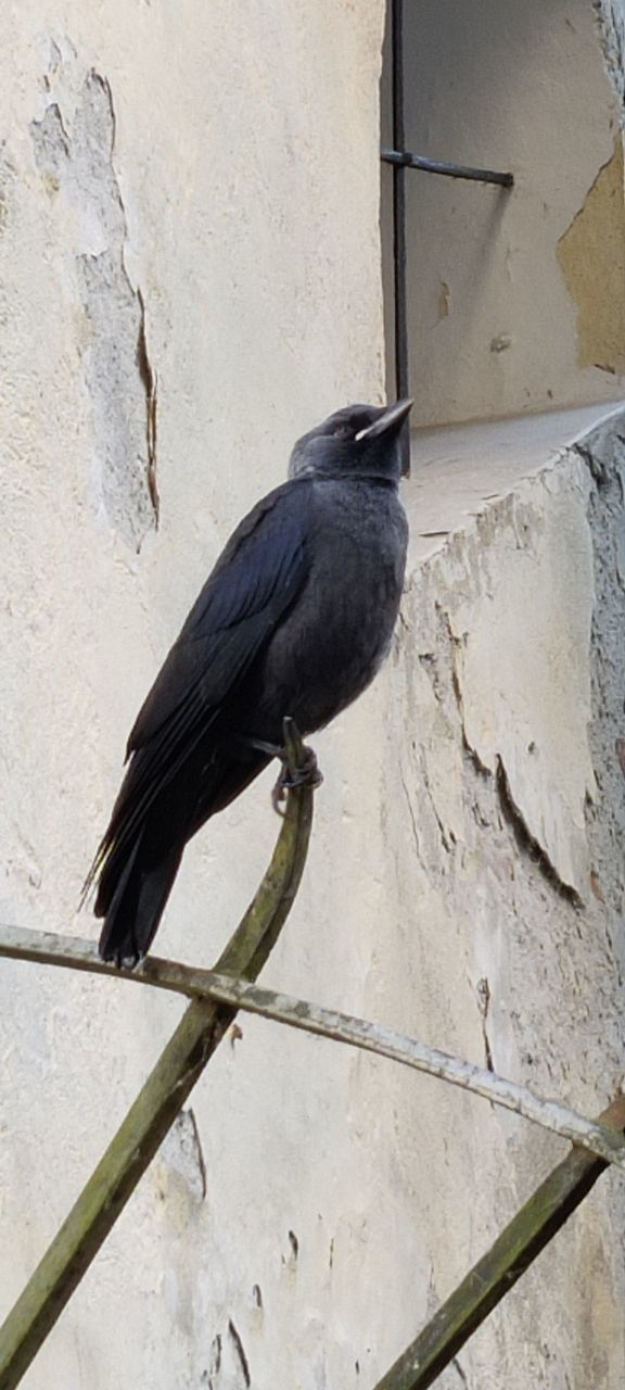 BLACK BIRD PERCHING ON WALL