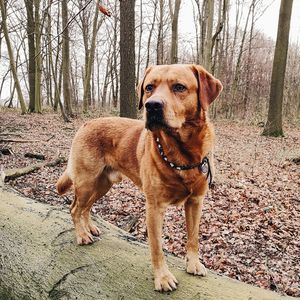 Portrait of dog on branch in forest