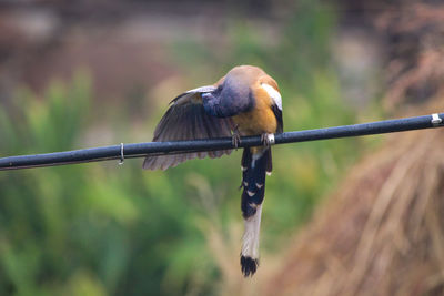 Close-up of bird perching on branch