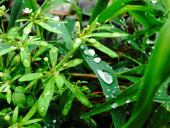 Close-up of water drops on plant