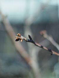 Close-up of flower buds on twig