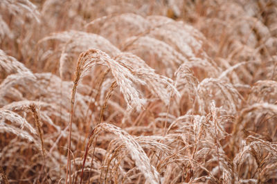 Close-up of wheat or withered grass field