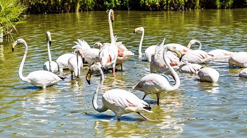 Birds in calm lake