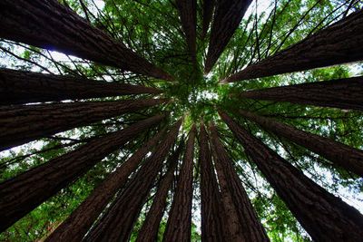 Low angle view of trees