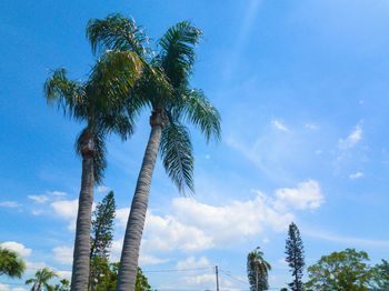 Low angle view of coconut palm trees against blue sky