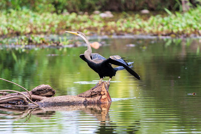 Bird perching on a lake