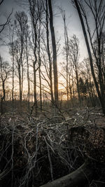 Bare trees in forest during sunset