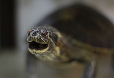 Close-up of lizard