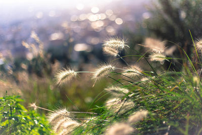 Close-up of dandelion on field