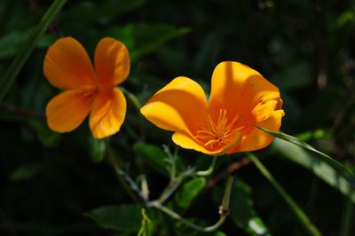 Close-up of yellow flower