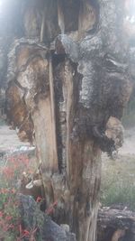 Close-up of tree trunk in forest