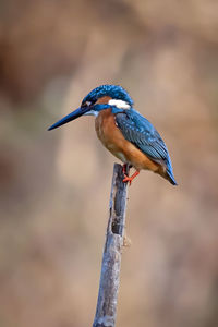 Image of common kingfisher perched on a branch on nature background. bird. animals.