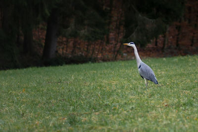 High angle view of gray heron on field