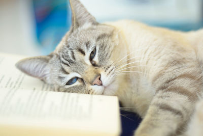 Close-up of a cat sleeping