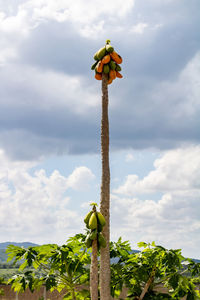 Low angle view of fruits on plant against sky