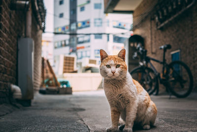 Cat sitting on street in city