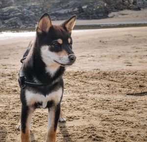 Close-up of a dog looking away