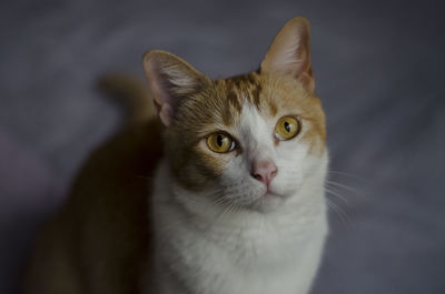 Close-up portrait of tabby cat