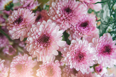 Close-up of pink flowers blooming outdoors