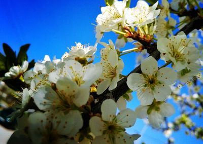 Close-up of white flowers against blue sky