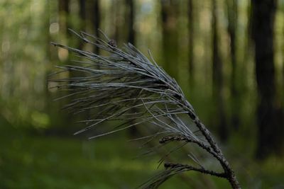 Close-up of crops growing on field