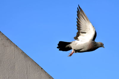 Low angle view of seagull flying against clear blue sky