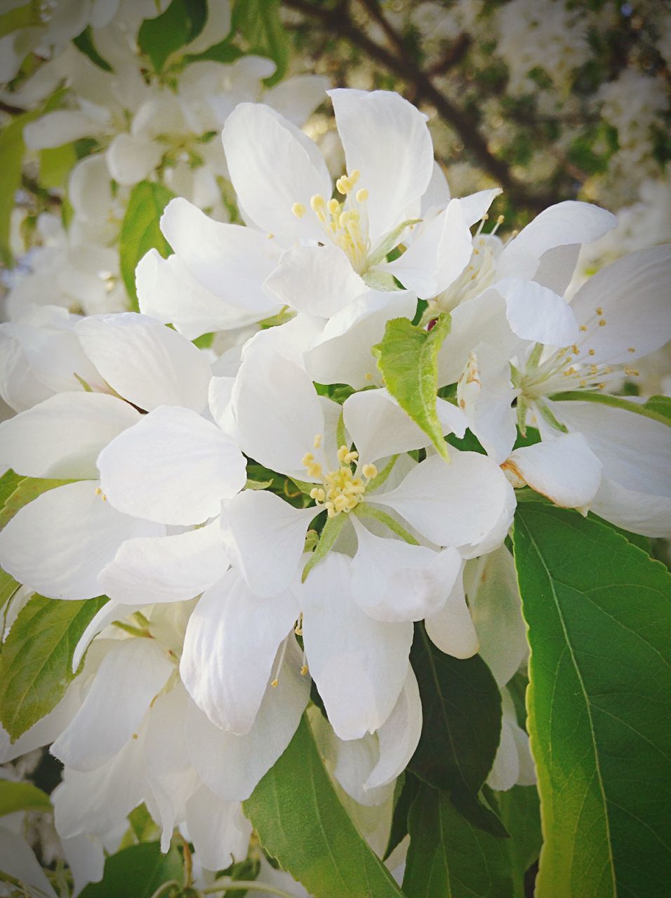 flower, white color, freshness, petal, growth, fragility, flower head, beauty in nature, leaf, close-up, nature, blooming, focus on foreground, white, in bloom, plant, blossom, stamen, pollen, park - man made space