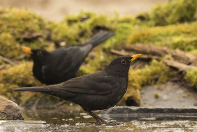 Close-up of birds perching in water