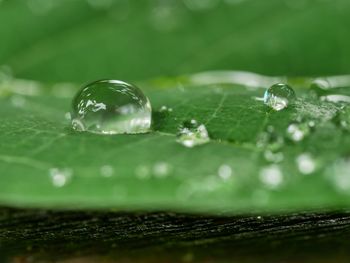 Close-up of water drops on leaf