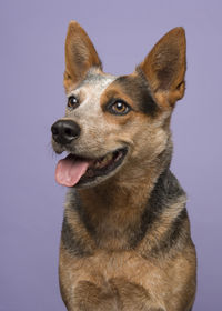 Close-up of a dog looking away