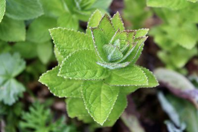 Close-up of green leaves