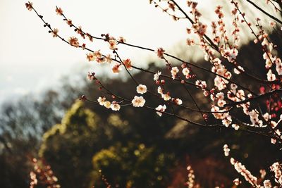 Close-up of cherry blossoms against sky