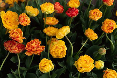 Close-up of yellow flowering plants