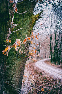 Close-up of autumn leaves on tree trunk in forest