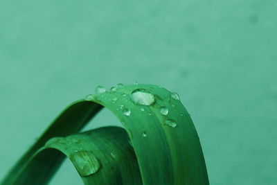 Close-up of raindrops on green leaf