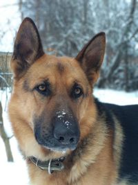 Close-up portrait of a dog