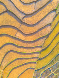 Full frame shot of agricultural field