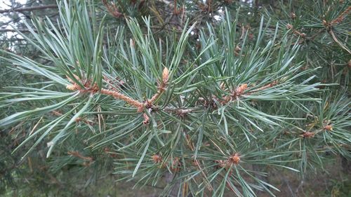 High angle view of pine tree