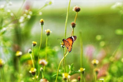 Close-up of butterfly pollinating on flower