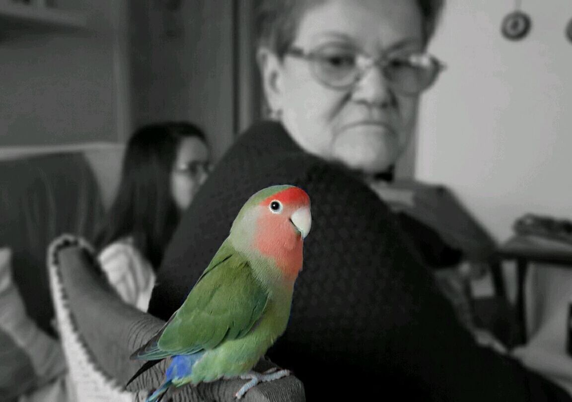 CLOSE-UP PORTRAIT OF PARROT