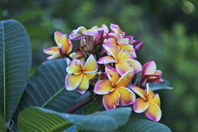 Close-up of purple flowers