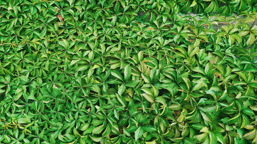 Full frame shot of plants on field