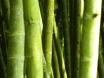 Full frame shot of green leaves